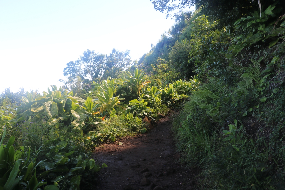 Lush forest  